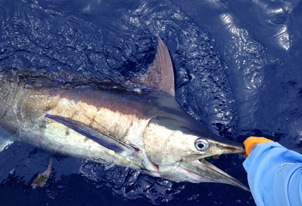 Radar is a major aid for all offshore fishing.  The author released this blue marlin off Bimini, Bahamas.