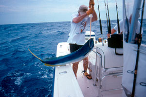 The key to successful gaffing is to hook and lift the fish with one fluid motion.