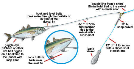 3 Ways To Rig Live Bait For Different Action