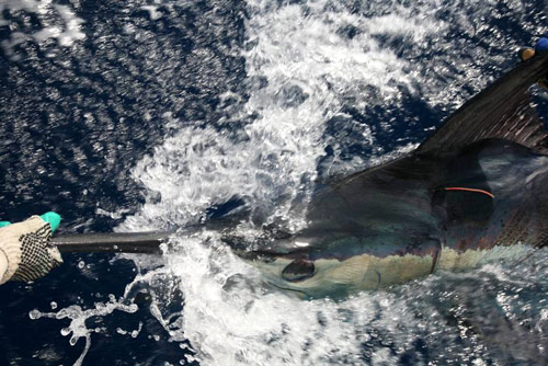 Poveromo and Vernon scored a blue marlin shortly after the trolling baits were deployed.