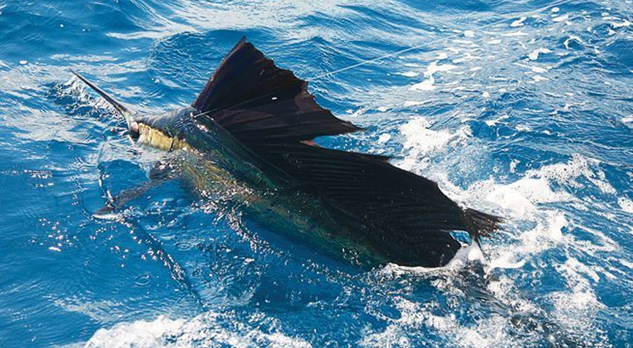 SAILFISHING in the FLORIDA KEYS with KITES!!