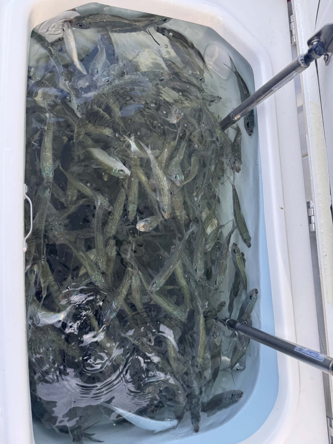 LIVE WELLS & FISH BOXES