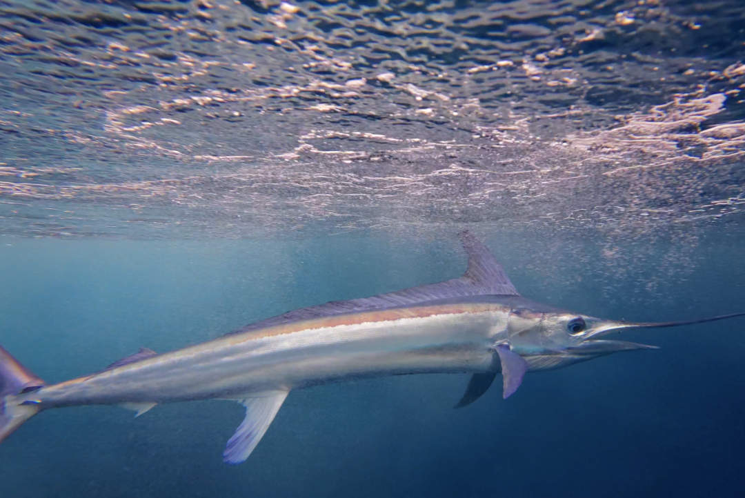 MID-ATLANTIC WHITE MARLIN, Virginia Beach, Virginia