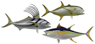 The catch of a lifetime - be it a trophy roosterfish , a hard-fighting jack crevalle or the angler